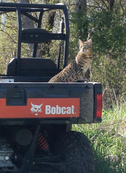Ronan-in-the-Bobcat.jpg