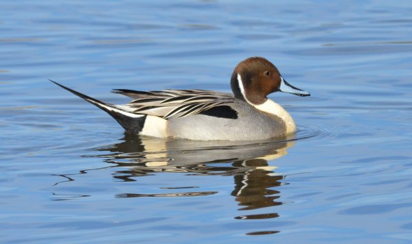 pintail_DSC_6892.jpg