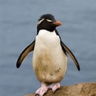 rockhopper