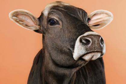 Image 33.jpg Image 33.jpg