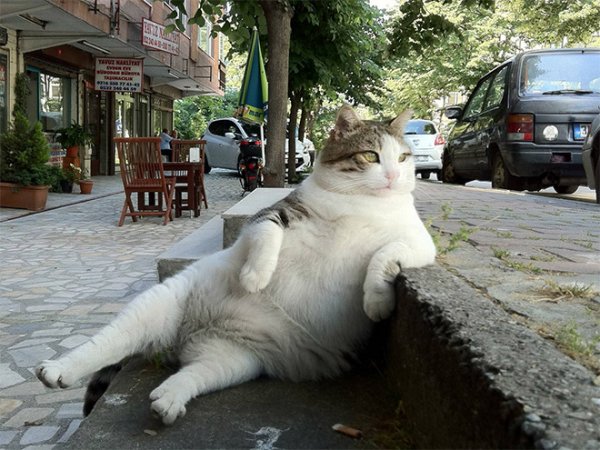 Sitting-Cat-2.jpg