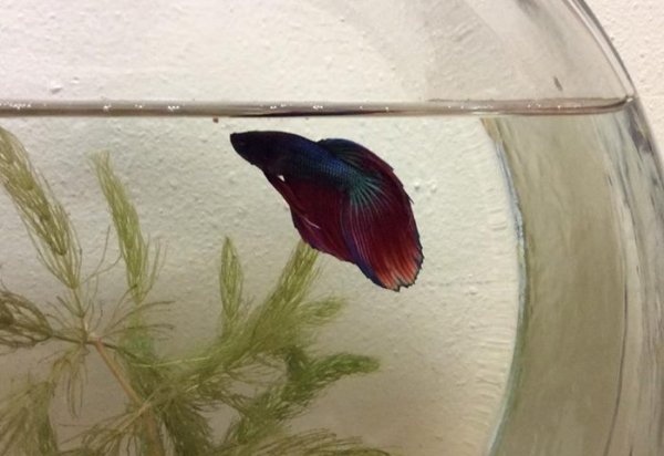 Betta.jpg Betta.jpg