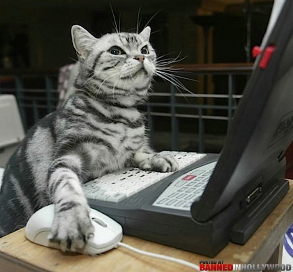cat-on-computer.jpg