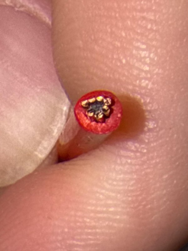 1751978582358.jpeg 1751978582358.jpeg