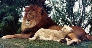 lions and lambs.jpg