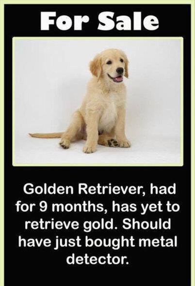 golden-retriever-hasnt-retrieved.jpg