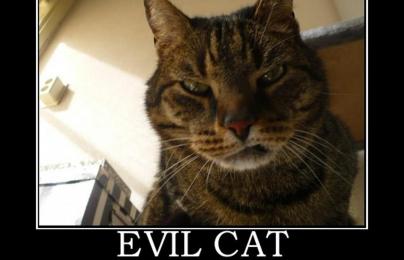 a-evil_cat-1209330.jpg