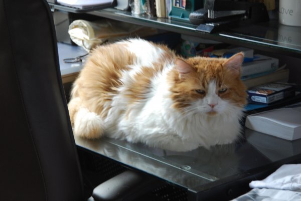 buddy desk.jpg