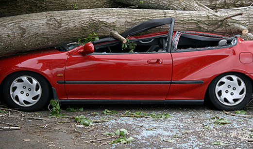 tree-fell-on-car.jpg