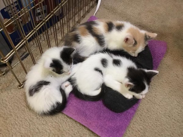 Kitten_pile.jpg