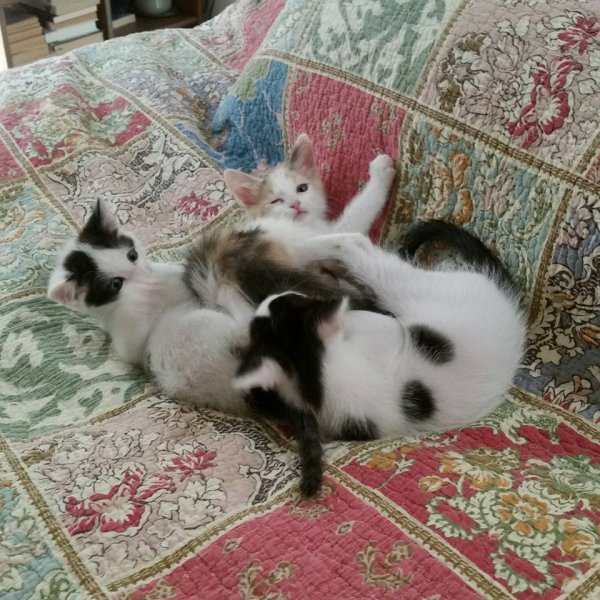 3_Kitten_Pile.jpg