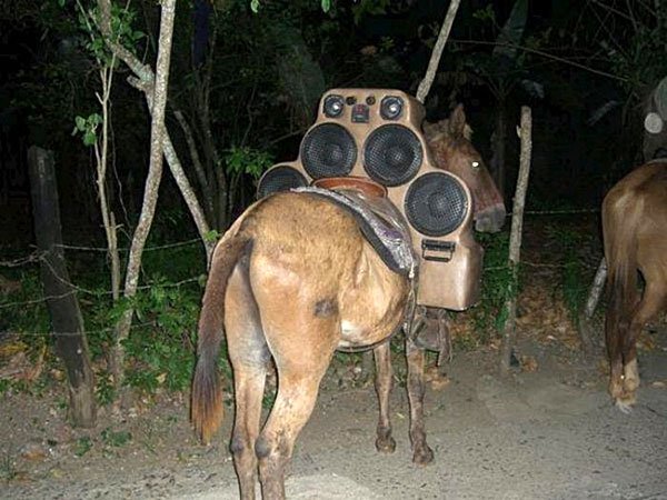 HiFi-Horse.jpg