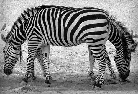 zebra_best_optical_illusion.jpg