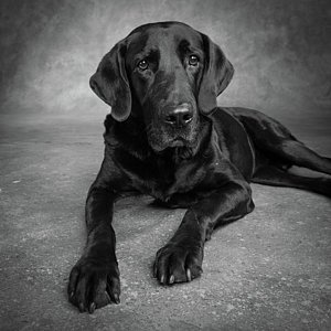 3-portrait-of-a-labrador-great-dane-mixed-animal-images.jpg