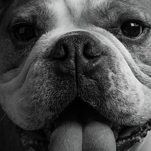 6-portrait-of-an-english-bulldog-animal-images.jpg