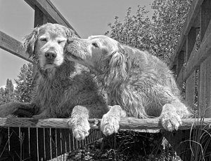 golden-retrievers-the-kiss-black-and-white-jennie-marie-schell.jpg