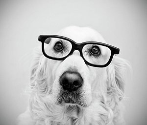 nerd-dog-thomas-hole.jpg