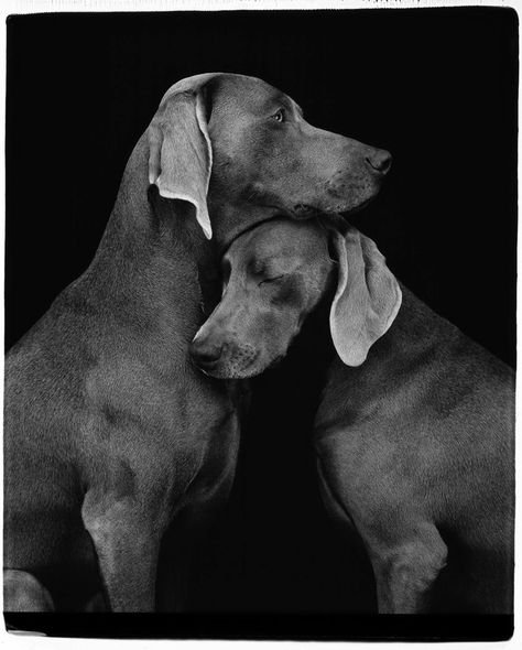 d53fcf3c2a6cfe0b524df8f15347b886--william-wegman-artists.jpg