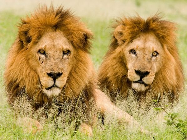 lions-males-botswana_612_600x450.jpg
