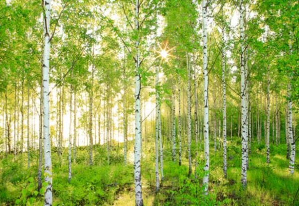 birch_trees-11884.jpg
