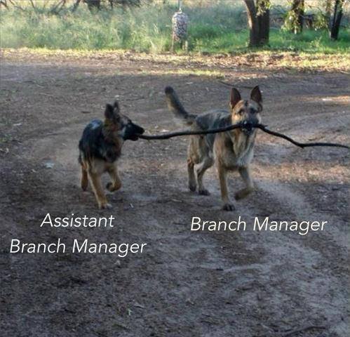 Branch.jpg