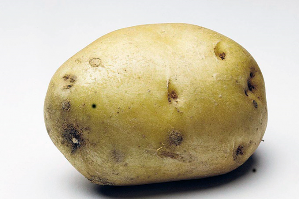 SPUD.png