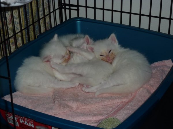 Kittens4.jpg