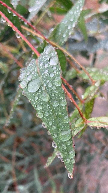 C97A4334-B694-475C-95C4-29204C93A286.jpeg C97A4334-B694-475C-95C4-29204C93A286.jpeg