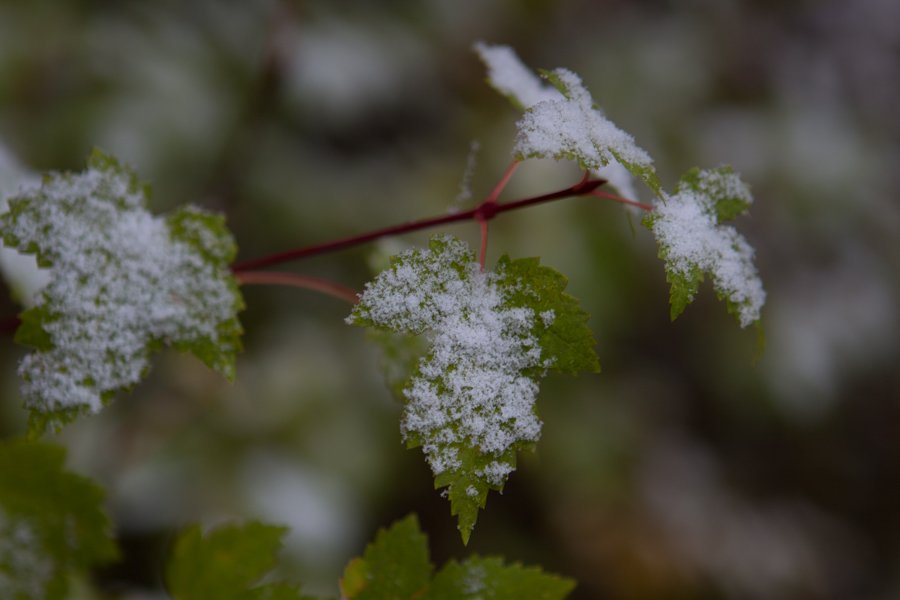 DA63DBE4-5E9E-402A-9CA7-3BBF3E0B579D.jpeg DA63DBE4-5E9E-402A-9CA7-3BBF3E0B579D.jpeg