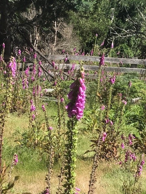 IMG_0423.jpeg IMG_0423.jpeg