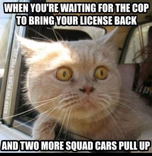 Cat Cop.jpg