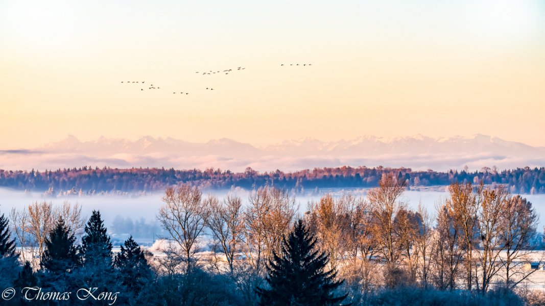 Swans passing in front of Olympic Mountains-s (1 of 1).jpg Swans passing in front of Olympic Mountains-s (1 of 1).jpg