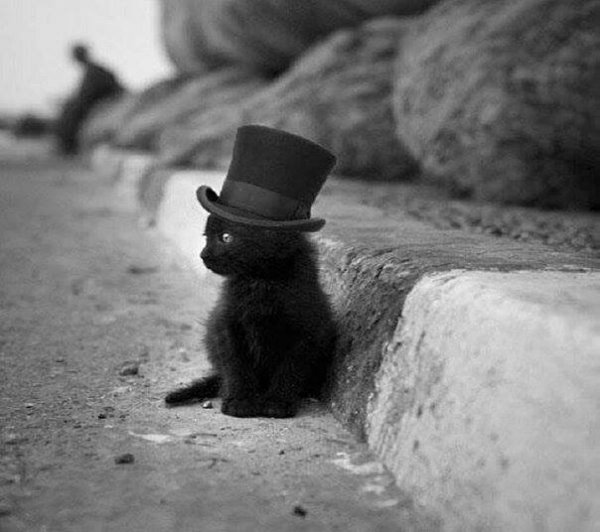 Cat  Top Hat.jpg