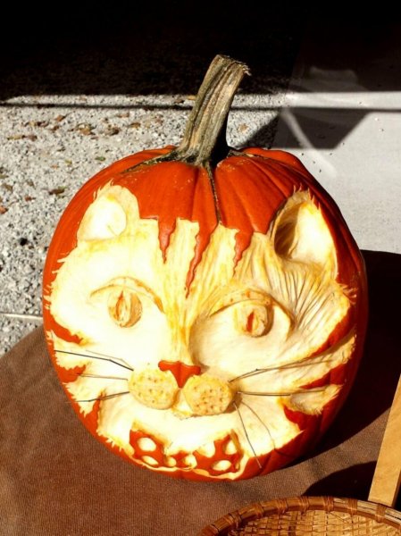 cat pumpkin.jpg