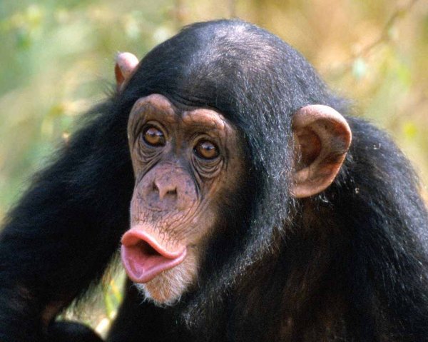 chimpanzee-picture.jpg chimpanzee-picture.jpg
