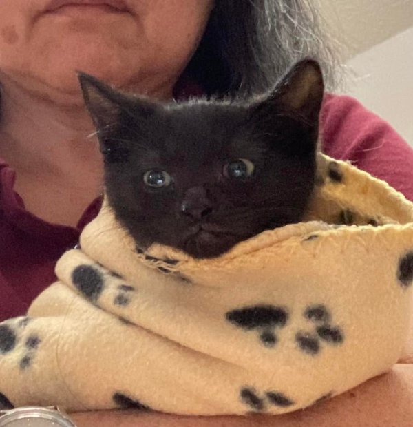 Blackie2.jpg Blackie2.jpg