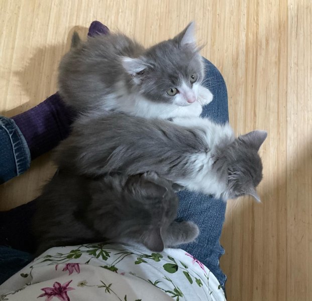 lap_snuggles.jpg