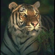 NightTiger