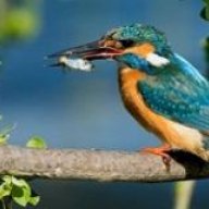 kingfisher