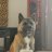 NellTheAkita
